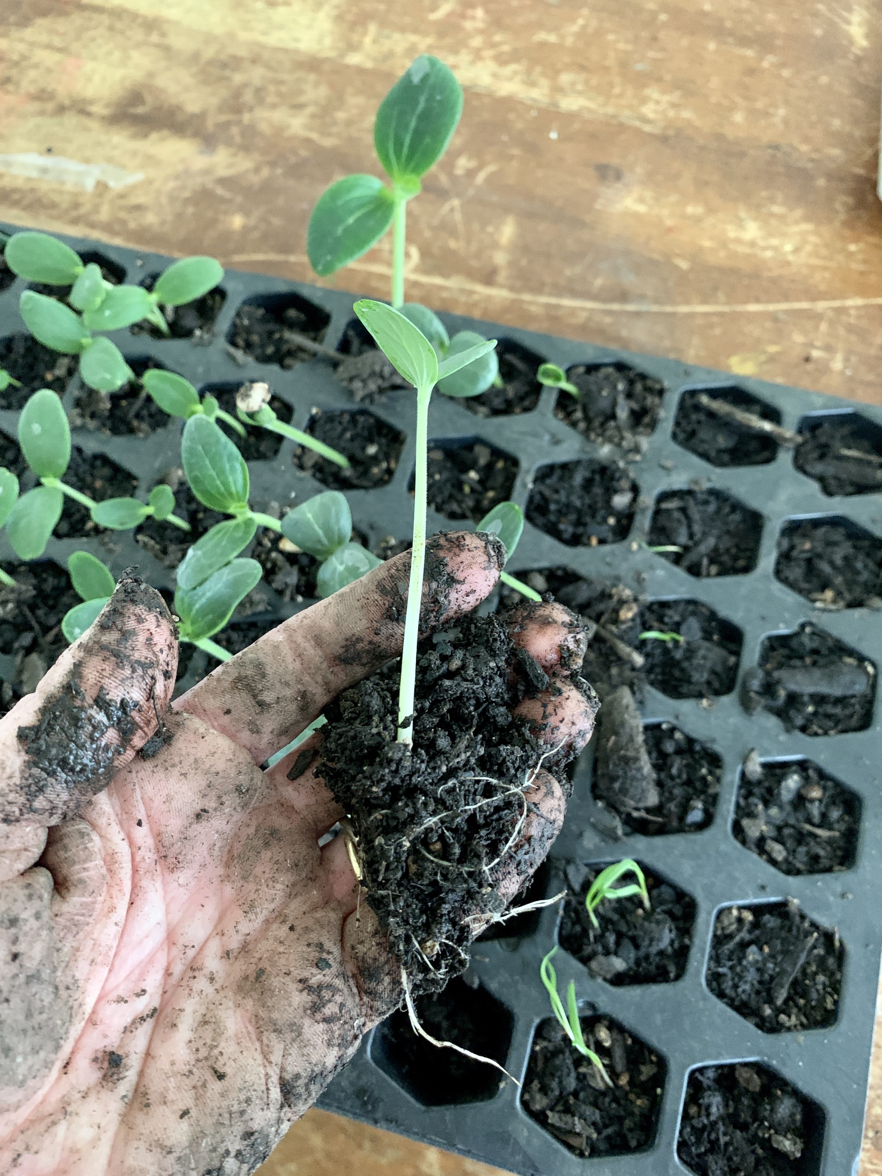 seedlings